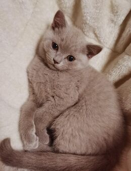 BKH-Kitten - Trier