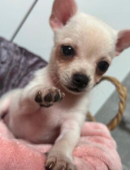 Chihuahua Zwergspitz (Pomchi) Welpen - Namborn