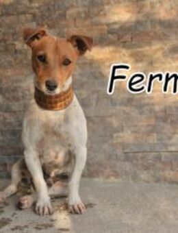 Fermin sucht sein Abenteuer - Essingen (Rheinland-Pfalz)