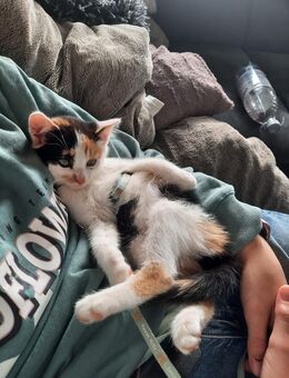 Dreifarbige Katze, Glückkatze, Kitten, Babykatze, 13 Wochen - Brilon