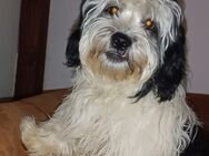 Shi-tzu und Malteser welpen zu Verkaufen - Gundremmingen