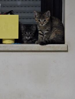 Katzen suchen neue Zuhause - Bogen