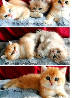 Reinrassige BKH Kitten mit Stammbaum - Meßkirch