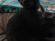 Babykatze/ kleine schwarze Katze und weitere ( auch ein roter Kater) - Bernburg (Saale)