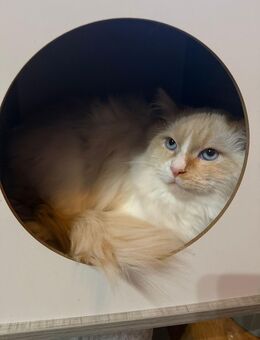 Ragdoll Neva Masquarade Kater - Bochum