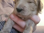 Noch 4 zuckersüße Labradoodlewelpen Rüden zum aussuchen, Abgabe im Mai - Torgelow-Holländerei