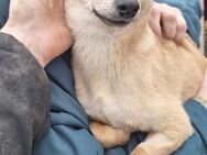Süßes Chihuahua Mix Mädchen, 1 Jahr - Kappeln (Schleswig-Holstein)