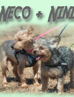 Nini und Neco, die Unzertrennlichen - Brunstorf