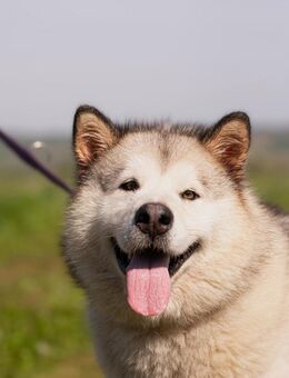 Aisa, liebevoll und treu - Süderholz