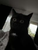 BKH Mix Katze in 97828