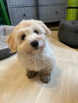 Bolonka-Mix, Bollipoo (ähnlich Havapoo und Maltipoo, Mini-Doodle) - Aumühle