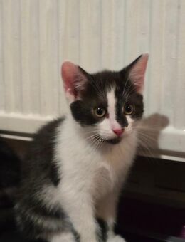 Kitte abzugeben - Neutrebbin