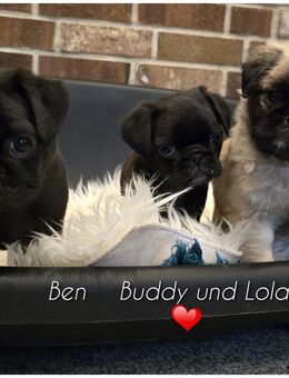 Mops Welpen mit Ahnentafel - Beckingen