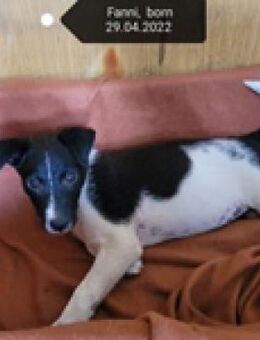 Fanni - einem Vermehrer nichts wert - Berlin