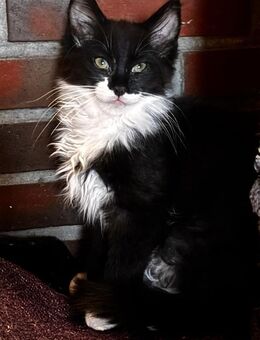 Zuckersüßer Maine Coon Mix Kitten Kater Batman - Stadland