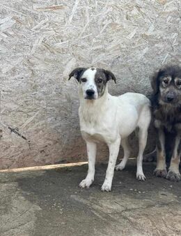 PÜNKTCHEN sucht Familie - Neuberg