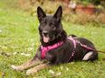 Elisa - Schäferhund - 8 Jahre - Tierhilfe Franken e.V. in 91207