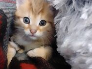 Bildschöne Babykatze - Friesoythe