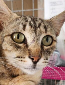 Liebe, junge Katze Trinity - Karlsruhe