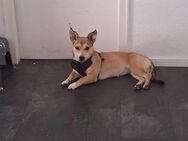 Amy sucht neues Zuhause - Krefeld