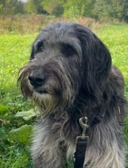 Nikolas sanfter Rüde - Kallmünz