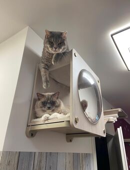 Ragdoll Kater + BKH Kater - Berlin Marzahn-Hellersdorf