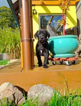 Noch *7* Weimaraner/Border Collie Welpen - Hille