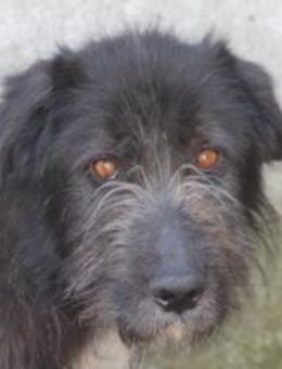 Lerana - wuschelige Hündin - Lohra