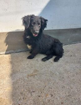 Rüde Mitchell auf Körbchensuche - Velbert