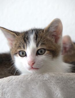 Zauberhafte Katzenbabys suchen liebevolles Zuhause 🐱❤️ - Ansbach