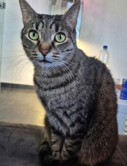 Milly die Schüchterne - Rambin