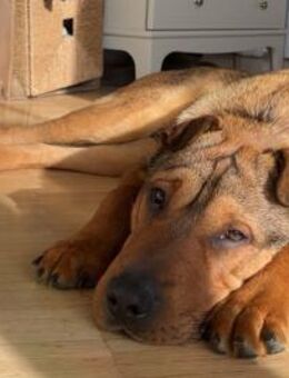 Urki noch so jung, will durchstarten - Berlin