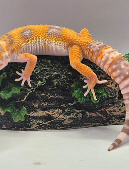 Traumhaft schöne Leopardgeckos super zahm - Jüchen