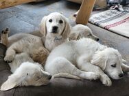 Golden Retriever welpen - Nagel