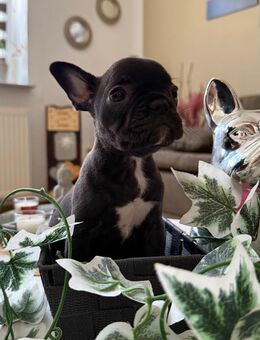 Französische Bulldogge - Zerbst (Anhalt) Bornum