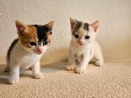 Süße Norwegische Waldkatzen Mix Kitten - Mittelneufnach