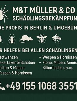 Schädlingsbekämpfung Berlin, Professionelle Bekämpfung in Berlin - Berlin Mitte