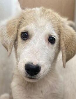 Navid, geb. ca. 04/2025, GRIECHENLAND - Euskirchen