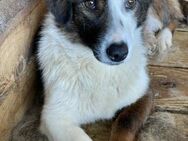 Stacy sucht ein liebevolles Zuhause - Blankenheim (Nordrhein-Westfalen)