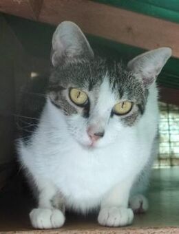 Lara - liebevolle Katze sucht dich! - Walluf