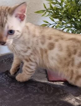 Bengal Karter Snow - Frankfurt (Main) Nied