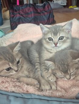 Britisch kurzhaar Kitten suchen ein neues Zuhause!!! - Krefeld