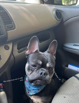 Französische Bulldogge Rüde „Pablo“ sucht ein neues liebevolles Zuhause 🐾 - Essen