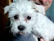 Minikleine Tiffy sucht ein Zuhause - Mannheim