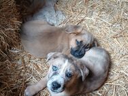 2 süße Bernhardiner x Schäferhund Mix-Welpen - Edertal