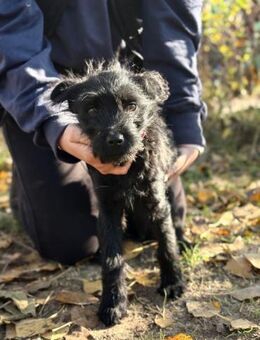 Suzy - fröhliches und munteres Hundekind - Köln