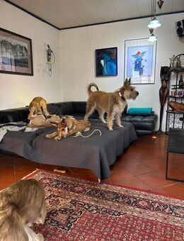 Berger de Picard Welpe - Furth