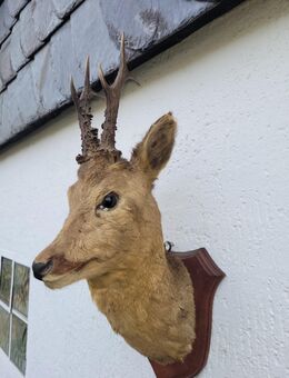 Rehbock Reh Tier Bock Tierpräparat Nachlass - Duisburg