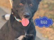 Hugo sucht aktive Menschen - Flörsheim-Dalsheim