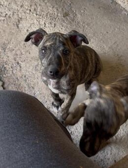 Jude - Lorsch (Karolingerstadt)